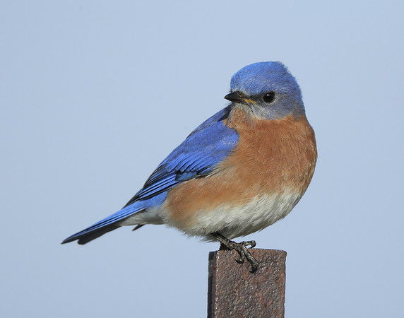 Eastern Bluebird Sialia sialis