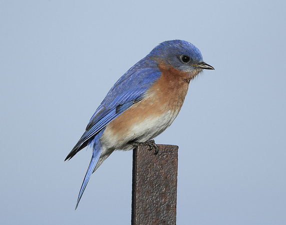Eastern Bluebird Sialia sialis