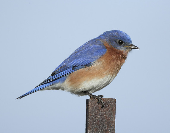 Eastern Bluebird Sialia sialis