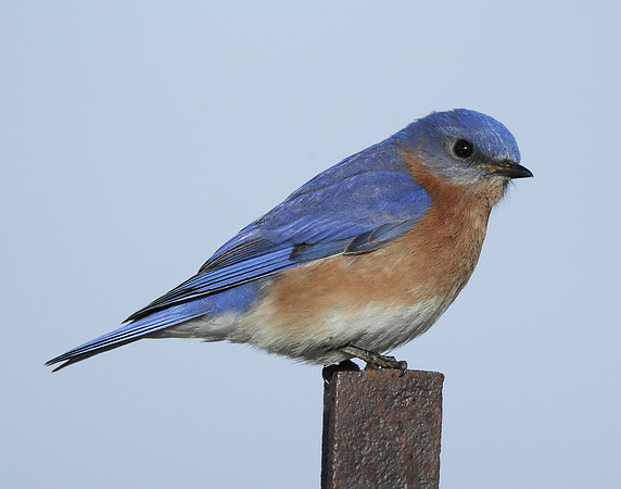 Eastern Bluebird Sialia sialis