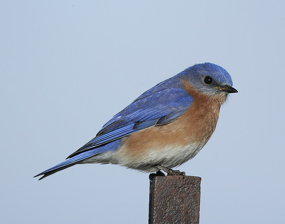 Eastern Bluebird Sialia sialis