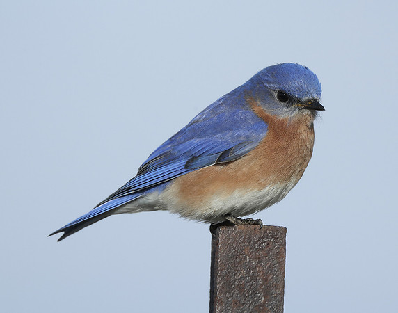 Eastern Bluebird Sialia sialis
