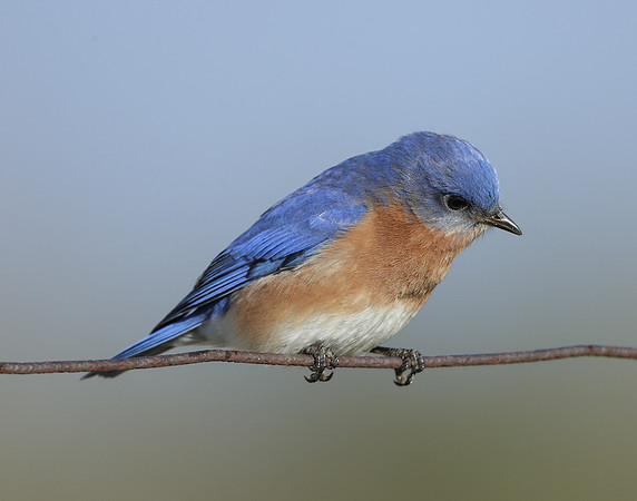 Eastern Bluebird Sialia sialis