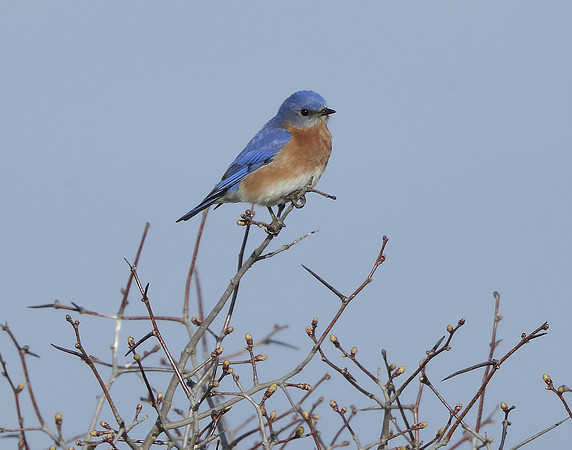 Eastern Bluebird Sialia sialis
