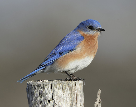 Eastern Bluebird Sialia sialis