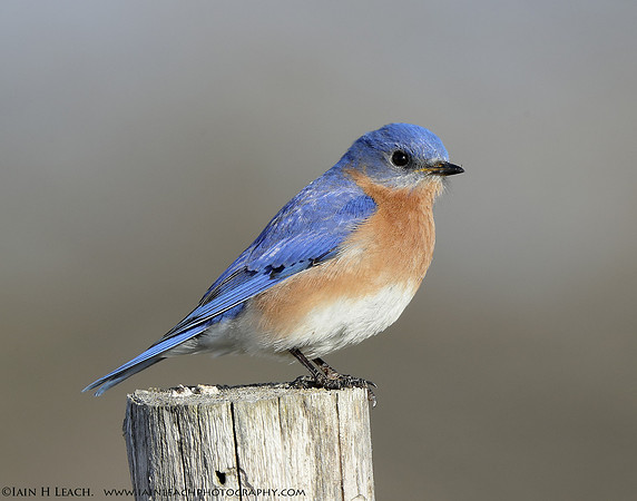 Eastern Bluebird Sialia sialis