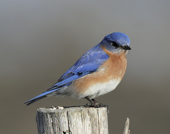Eastern Bluebird Sialia sialis