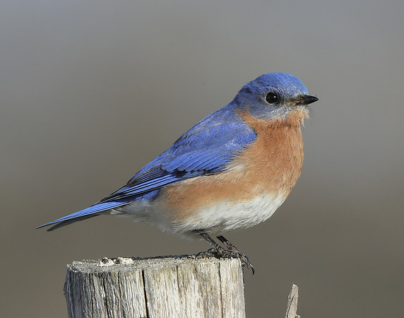 Eastern Bluebird Sialia sialis