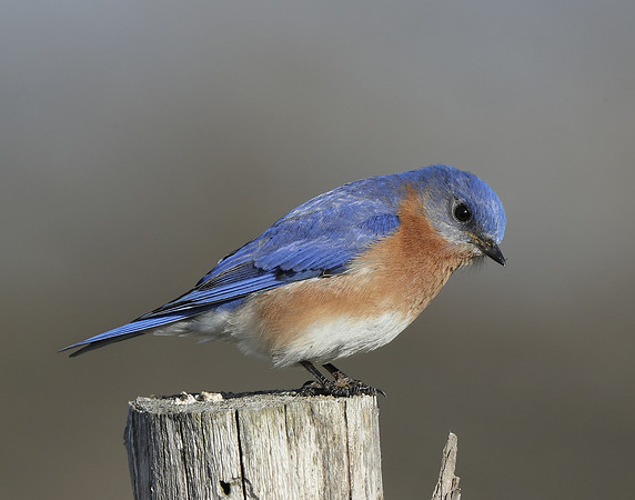 Eastern Bluebird Sialia sialis