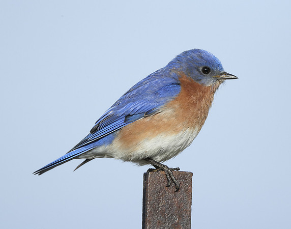 Eastern Bluebird Sialia sialis