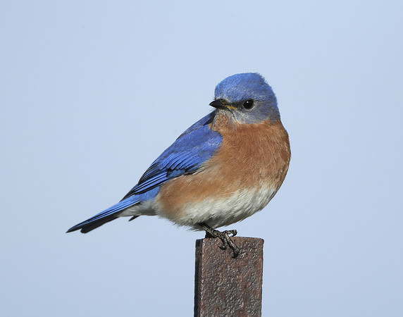 Eastern Bluebird Sialia sialis