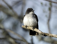 Eastern Bluebird Sialia sialis