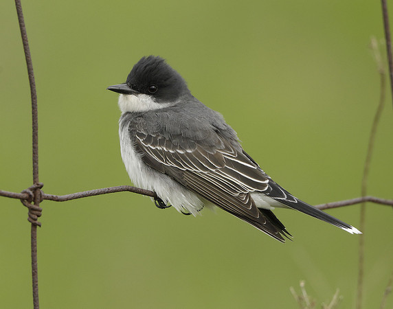 Eastern Bluebird Sialia sialis
