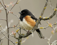 Eastern Towhee Pipilo erythrophthalmus