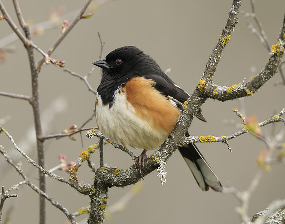 Eastern Towhee Pipilo erythrophthalmus