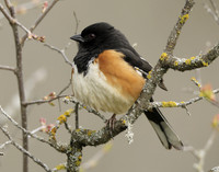 Eastern Towhee Pipilo erythrophthalmus