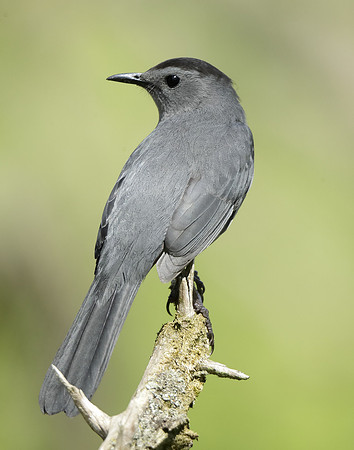 Gray Catbird Dumetella carolinensis