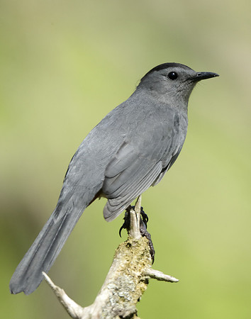 Gray Catbird Dumetella carolinensis