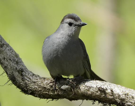 Gray Catbird Dumetella carolinensis
