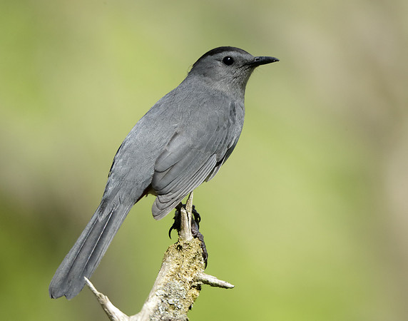 Gray Catbird Dumetella carolinensis