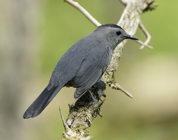 Gray Catbird Dumetella carolinensis