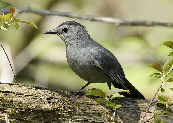 Gray Catbird Dumetella carolinensis