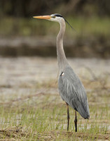 Great Blue Heron Ardea herodias