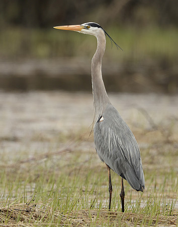 Great Blue Heron Ardea herodias