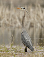 Great Blue Heron Ardea herodias