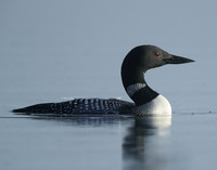 Common Loon/Great Northern Diver Gavia immer