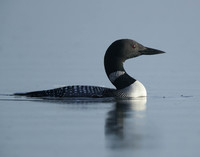 Common Loon/Great Northern Diver Gavia immer