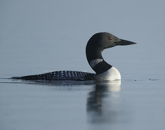 Common Loon/Great Northern Diver Gavia immer