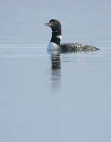 Common Loon/Great Northern Diver Gavia immer