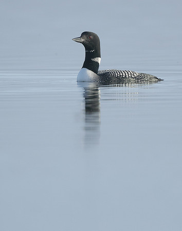 Common Loon/Great Northern Diver Gavia immer