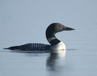 Common Loon/Great Northern Diver Gavia immer