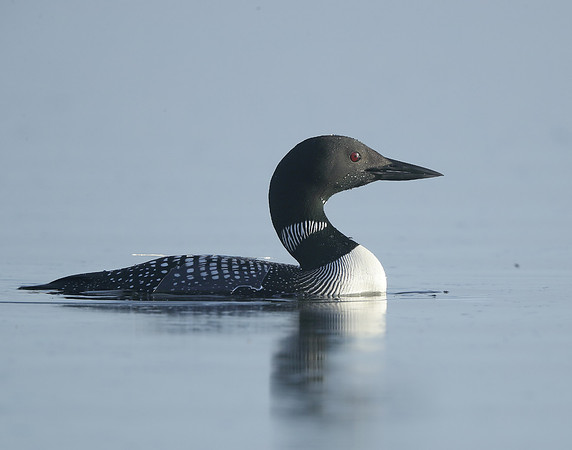 Common Loon/Great Northern Diver Gavia immer