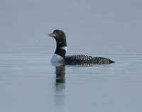 Common Loon/Great Northern Diver Gavia immer