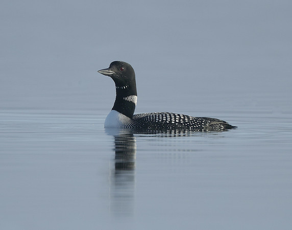 Common Loon/Great Northern Diver Gavia immer