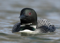 Common Loon/Great Northern Diver Gavia immer
