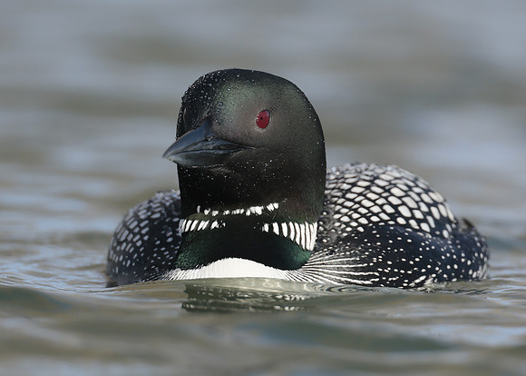 Common Loon/Great Northern Diver Gavia immer