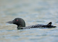 Common Loon/Great Northern Diver Gavia immer