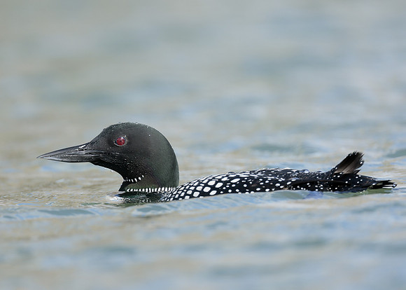 Common Loon/Great Northern Diver Gavia immer