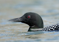 Common Loon/Great Northern Diver Gavia immer