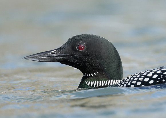 Common Loon/Great Northern Diver Gavia immer