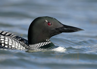 Common Loon/Great Northern Diver Gavia immer
