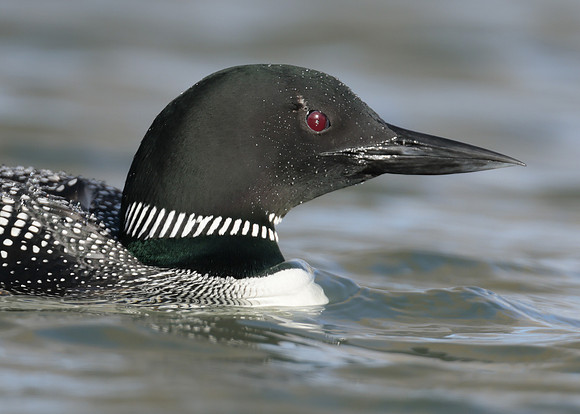 Common Loon/Great Northern Diver Gavia immer