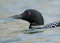 Common Loon/Great Northern Diver Gavia immer