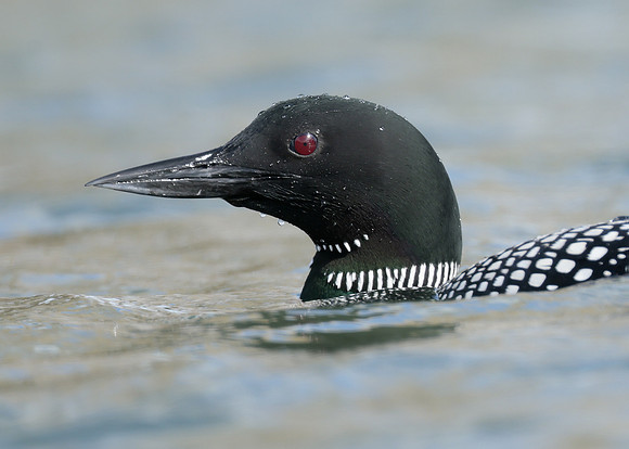 Common Loon/Great Northern Diver Gavia immer