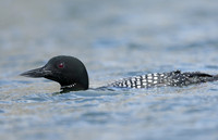 Common Loon/Great Northern Diver Gavia immer