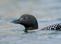 Common Loon/Great Northern Diver Gavia immer